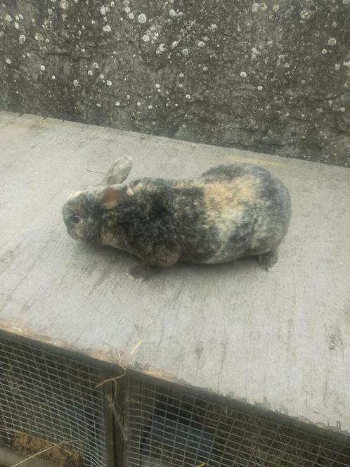 2 rexdwerg konijnen rammelaars, Dieren en Toebehoren, Konijnen, Dwerg, Mannelijk