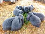 Franse hangoor konijnen, Oreilles tombantes
