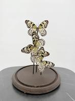 Opgezette Papierachtige vlinder onder stolp - Wildernis Atel, Verzamelen