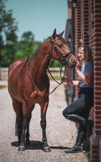 Een pony met potentieel en karakter, Dieren en Toebehoren, Ruin, Niet van toepassing, 3 tot 6 jaar, Recreatiepony