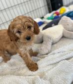 Lieve cockapoo pups (Am cocker x dwergpoedel), België, CDV (hondenziekte), 8 tot 15 weken, Meerdere