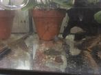 Sterbai corydora's, Vis, Zoetwatervis, Schoolvis