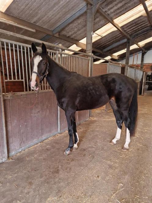 3 jarige merrie, Animaux & Accessoires, Chevaux, Jument, Non dressé, 165 à 170 cm, 3 à 6 ans, Cheval de saut, Avec pedigree, Avec puce électronique