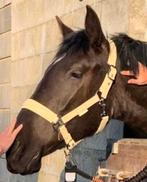 Demi-pension sur jument PRE de 4 ans, Élevage, 1 cheval ou poney