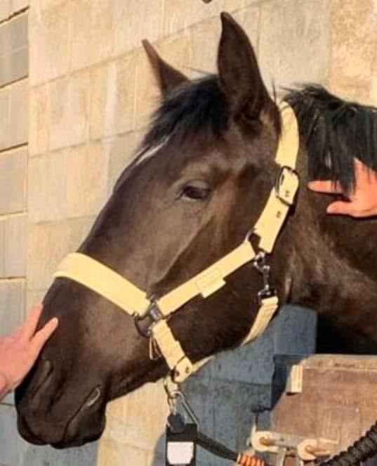 Demi-pension sur jument PRE de 4 ans, Dieren en Toebehoren, Stalling en Weidegang, Opfok, 1 paard of pony