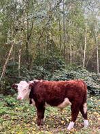 Hereford runderen te koop, Dieren en Toebehoren, Runderen, Mannelijk, 0 tot 2 jaar