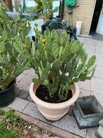 Cactus, Tuin en Terras, Planten | Tuinplanten, Ophalen