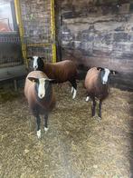 zwartbles 3 ooien, Dieren en Toebehoren, Schapen, Geiten en Varkens, Vrouwelijk, Schaap, 0 tot 2 jaar