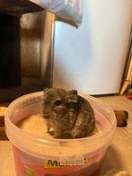 Jonge chinchilla van ongeveer 3 maanden oud, Dieren en Toebehoren, Juni, Mannelijk