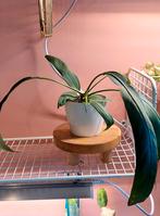 Anthurium Vittarifolium, Enlèvement ou Envoi