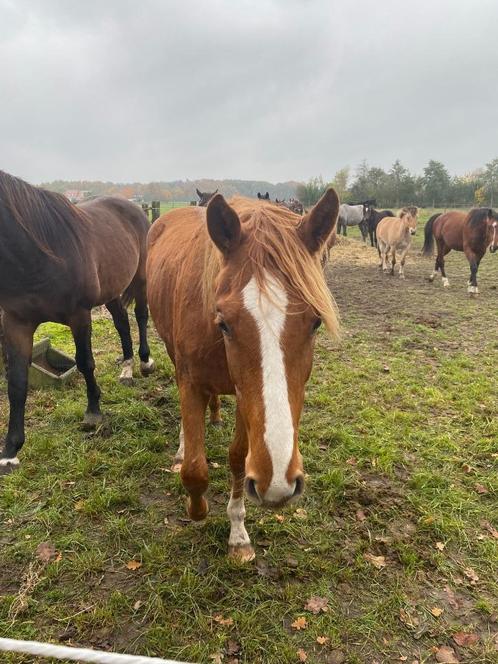 Opfok van veulens, Dieren en Toebehoren, Stalling en Weidegang, Opfok