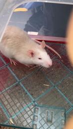 rat apprivoisé avec cage, Animaux & Accessoires, Rongeurs, Domestique, Mâle, Rat
