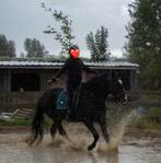 Bomproof wandelpaard te koop, Dieren en Toebehoren, Ruin, Recreatiepaard, 11 jaar of ouder