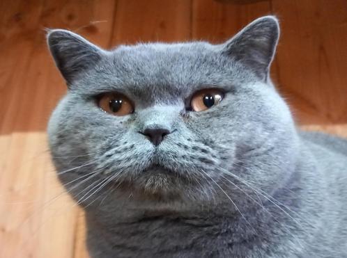 Brits korthaar dekkater., Dieren en Toebehoren, Katten en Kittens | Dekkaters, 3 tot 5 jaar