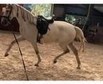 Hele gave Cruzado merrie . 160 cm , 6 jaar, Dieren en Toebehoren, Paarden, Merrie