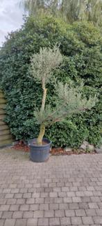 olijfboom ponpon, Tuin en Terras, Planten | Tuinplanten, Ophalen of Verzenden, Zomer