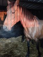 BWP merrie, Dieren en Toebehoren, Merrie, 160 tot 165 cm, Gechipt, 11 jaar of ouder