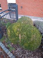 Hulst struik 3 bollen, Ophalen, Hulst, Struik