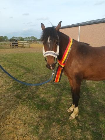 Mooie 3 jarige merrie  beschikbaar voor biedingen