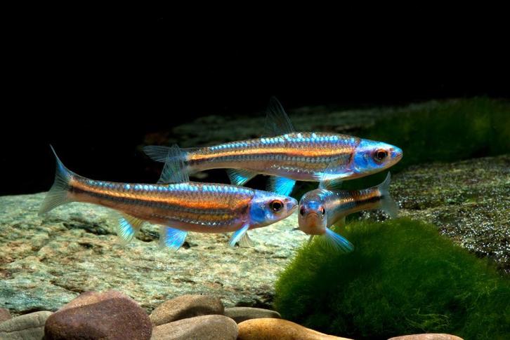 Regenboog elrits  - Notropis chrosomus - Regenboogelrits, Dieren en Toebehoren, Vissen | Vijvervissen, Overige soorten