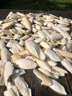 Zelf verzamelde Sepia uit Oostende. 7 euro/kilo, Dieren en Toebehoren, Overige Dieren-accessoires, Ophalen, Nieuw