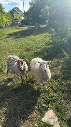 Deux moutons de 14moi