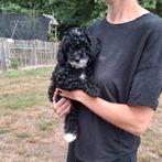 Cavapoo pups, Dieren en Toebehoren, Honden | Chihuahua's en Gezelschapshonden, België, CDV (hondenziekte), 8 tot 15 weken, Meerdere