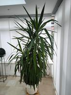 yucca, Maison & Meubles, Plantes d'intérieur, Ombre partielle, En pot, Plante verte, 200 cm ou plus