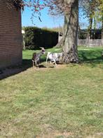 2 (dwerg) geitjes . Miekes ., Dieren en Toebehoren