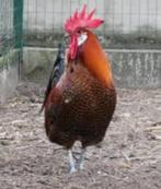 Goudbrakel haan te koop, Dieren en Toebehoren, Mannelijk