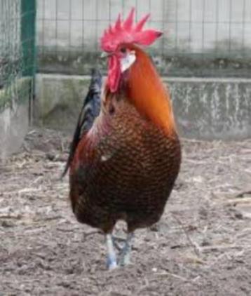 Goudbrakel haan te koop, Mâle