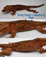 Wimpergekko man met lineage, Dieren en Toebehoren