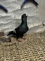 Duiven, Mâle, Autres espèces