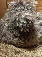 Zijdehoen krulveer hen + kuiken, Dieren en Toebehoren, Vrouwelijk, Kip