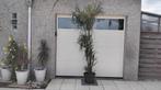Trachycarpus-palm, Tuin en Terras, Ophalen, Palmboom
