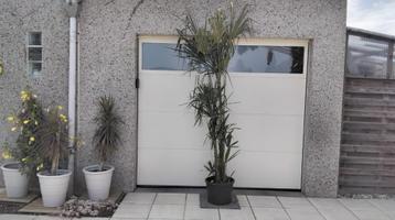 Trachycarpus-palm  beschikbaar voor biedingen