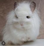 Angora vrouw chinchilla gezocht. Let op is gezocht!!, Dieren en Toebehoren, Chinchilla, Vrouwelijk, Januari, Tam
