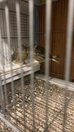 Les 3 oiseau pour 75euros, Dieren en Toebehoren, Vogels | Kanaries