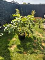 Prachtige Brugmansia geel/roze, Ophalen