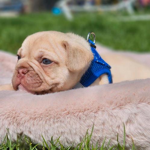 Franse bulldog pups (TOP DNA) laatste reutje, Dieren en Toebehoren, Honden | Bulldogs, Pinschers en Molossers, Bulldog, Fokker | Hobbymatig