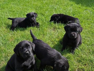 labrador beige en zwart beschikbaar voor biedingen