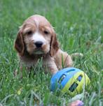 Engelse Cocker pups, Dieren en Toebehoren, Honden | Retrievers, Spaniëls en Waterhonden, België, CDV (hondenziekte), 8 tot 15 weken