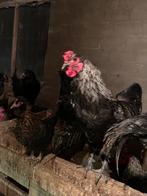 Hanen, Dieren en Toebehoren