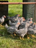 Vleeskuikens Amrock, Dieren en Toebehoren, Pluimvee