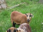 Kameroen ooi, lam, kameroenschapen, schapen, Mouton, Femelle, 0 à 2 ans