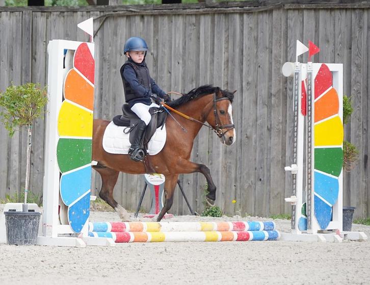 A Pony te koop, Dieren en Toebehoren, Pony's, Ruin, A pony (tot 1.17m), Recreatiepony, 11 jaar of ouder, Met stamboom, Gechipt