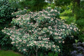 Clerodendrum Trichotomum, prachtige kleine boom. beschikbaar voor biedingen
