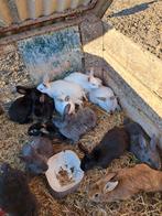 Grote konijnen, Dieren en Toebehoren