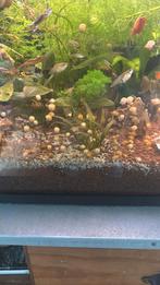 Jeunes escargots jaunes à la pomme : 10€ les 20 pièces