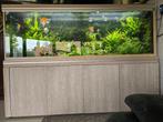 aquarium, Dieren en Toebehoren, Zo goed als nieuw, Ophalen, Gevuld zoetwateraquarium